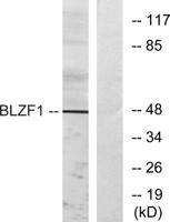 Golgin 45 Polyclonal Antibody