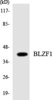 Golgin 45 Polyclonal Antibody