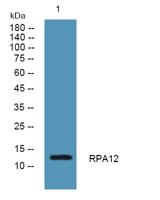 RPA12 Polyclonal Antibody