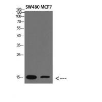 RPA14 Polyclonal Antibody