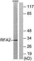 RPA32 Polyclonal Antibody