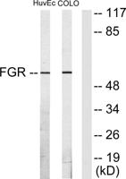 c-Fgr Polyclonal Antibody
