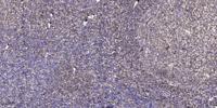 c-Fgr Polyclonal Antibody