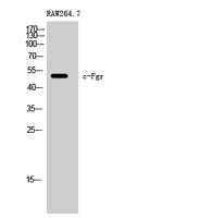 c-Fgr Polyclonal Antibody