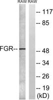 c-Fgr Polyclonal Antibody