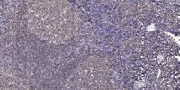c-Fgr Polyclonal Antibody