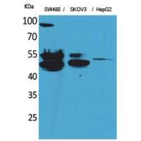 c-FLIP Polyclonal Antibody