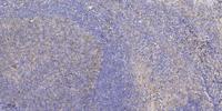 c-FLIP Polyclonal Antibody