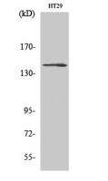 c-Fms Polyclonal Antibody