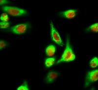 c-Fos Polyclonal Antibody