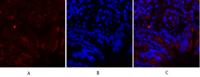 c-Fos Polyclonal Antibody