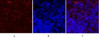 c-Fos Polyclonal Antibody