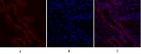 c-Fos Polyclonal Antibody