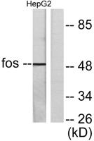 c-Fos Polyclonal Antibody
