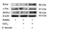 c-Fos Polyclonal Antibody
