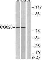 CGI-43 Polyclonal Antibody