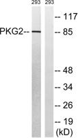 cGKII Polyclonal Antibody