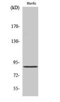 cGKII Polyclonal Antibody