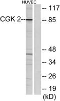 cGKII Polyclonal Antibody