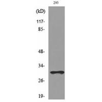 CGREF1 Polyclonal Antibody