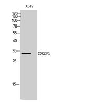 CGREF1 Polyclonal Antibody