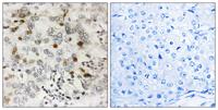 CGREF1 Polyclonal Antibody