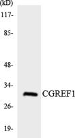 CGREF1 Polyclonal Antibody