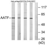 Che-1 Polyclonal Antibody