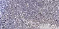 Che-1 Polyclonal Antibody
