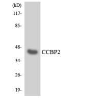 Chemokine Receptor D6 Polyclonal Antibody