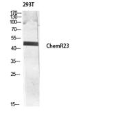 ChemR23 Polyclonal Antibody