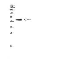 CHID1 Polyclonal Antibody