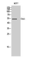 Chk1 Polyclonal Antibody