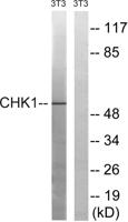 Chk1 Polyclonal Antibody