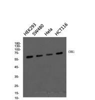 Chk2 Polyclonal Antibody