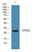 CHODL Polyclonal Antibody