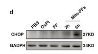 CHOP Polyclonal Antibody