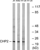 CHP2 Polyclonal Antibody