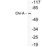 Chr-A Polyclonal Antibody