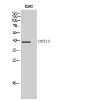 CHST13 Polyclonal Antibody