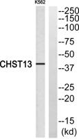 CHST13 Polyclonal Antibody