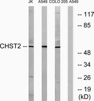CHST2 Polyclonal Antibody