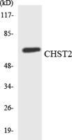 CHST2 Polyclonal Antibody
