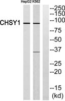 CHSY1 Polyclonal Antibody