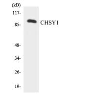 CHSY1 Polyclonal Antibody