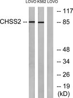 CHSY2 Polyclonal Antibody