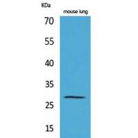 Chymase Polyclonal Antibody