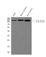 CIITA Polyclonal Antibody