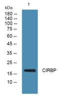 CIRBP Polyclonal Antibody