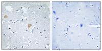 Citron Polyclonal Antibody